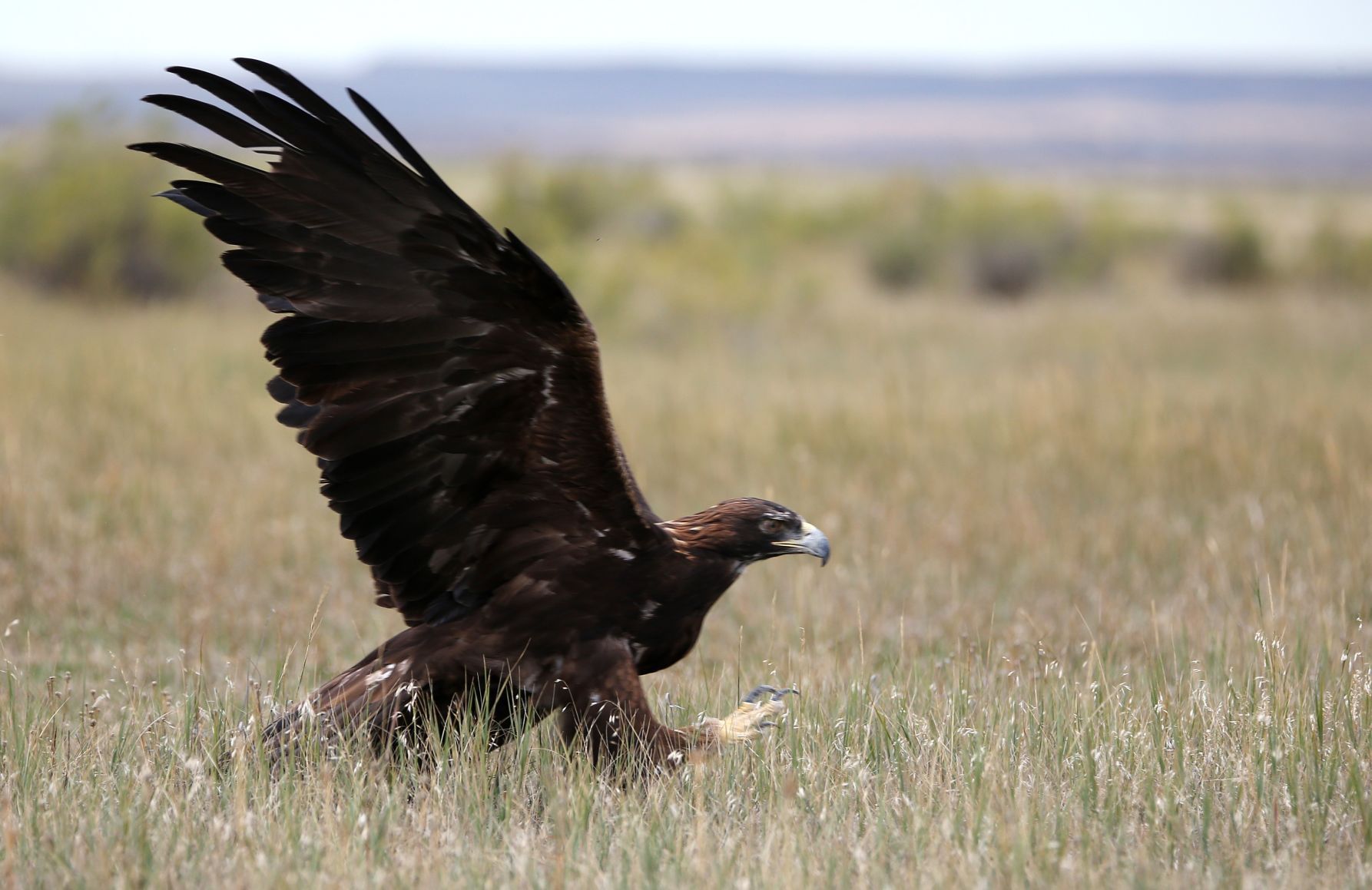 Golden eagle (Aquila chrysaetos)